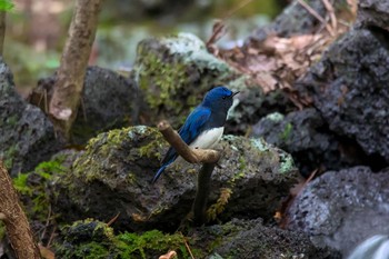 オオルリ 山梨県 2017年9月5日(火)