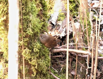 2022年2月6日(日) 弁当場の野鳥観察記録