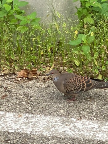 Oriental Turtle Dove(stimpsoni) 竹富島 Thu, 11/25/2021