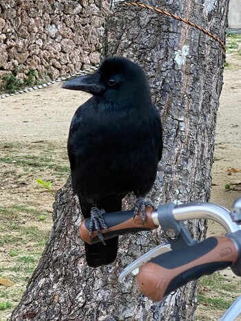 Large-billed crow(connectens) 竹富島 コンドイビーチ Thu, 11/25/2021