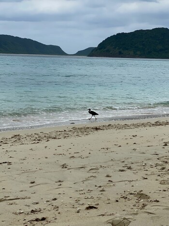 Pacific Reef Heron 西表島 イダの浜 Wed, 11/24/2021