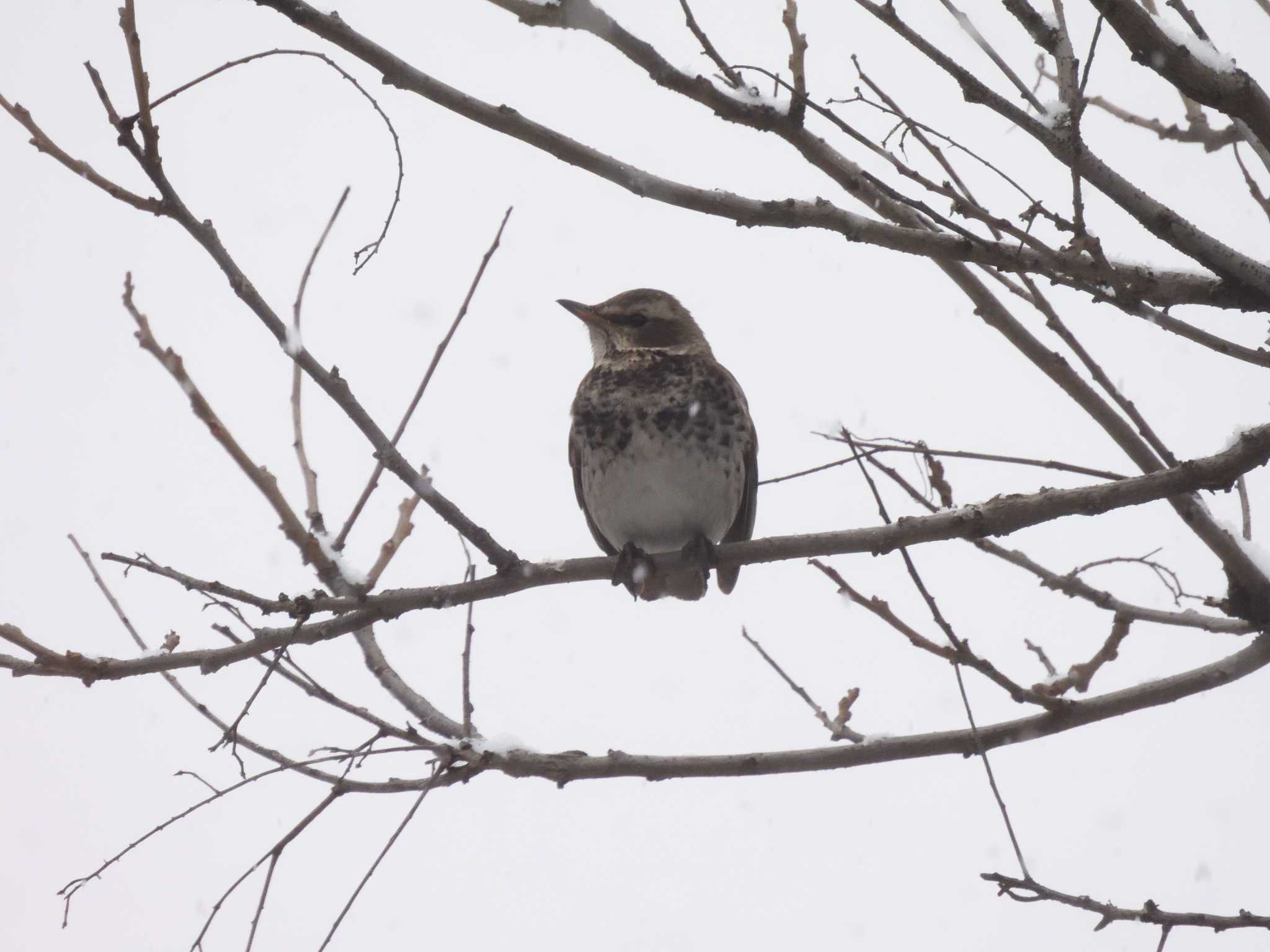 Dusky Thrush