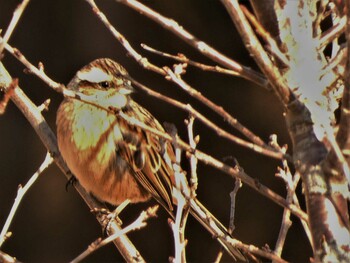 2022年2月6日(日) 裾野の野鳥観察記録