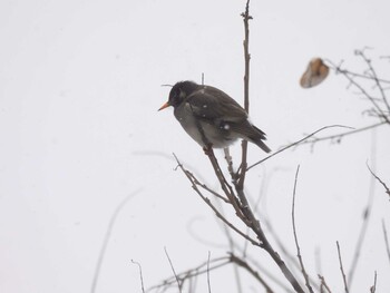 White-cheeked Starling 香河園公園(北京) Sun, 2/13/2022