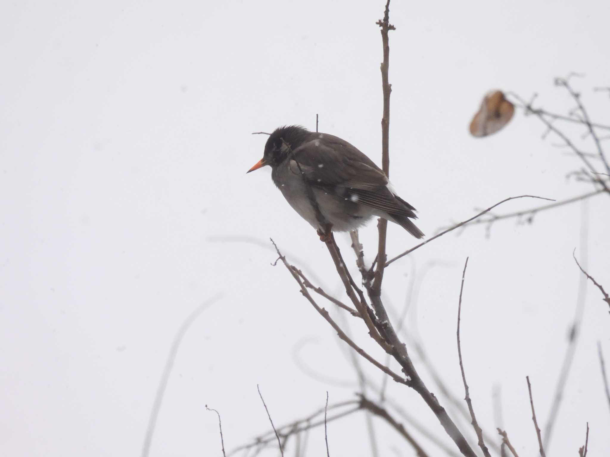 White-cheeked Starling