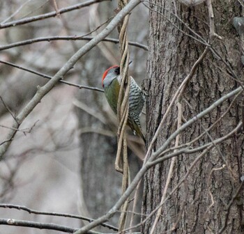 Sun, 2/13/2022 Birding report at Maioka Park