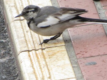 White Wagtail 近所 Sun, 2/13/2022