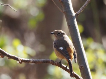 Daurian Redstart 淀川河川公園 Wed, 2/9/2022