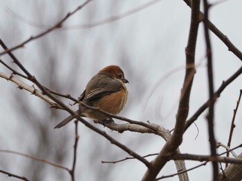 Bull-headed Shrike 淀川河川公園 Thu, 2/10/2022