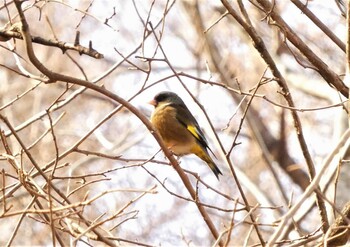 カワラヒワ 山中湖 2022年2月6日(日)