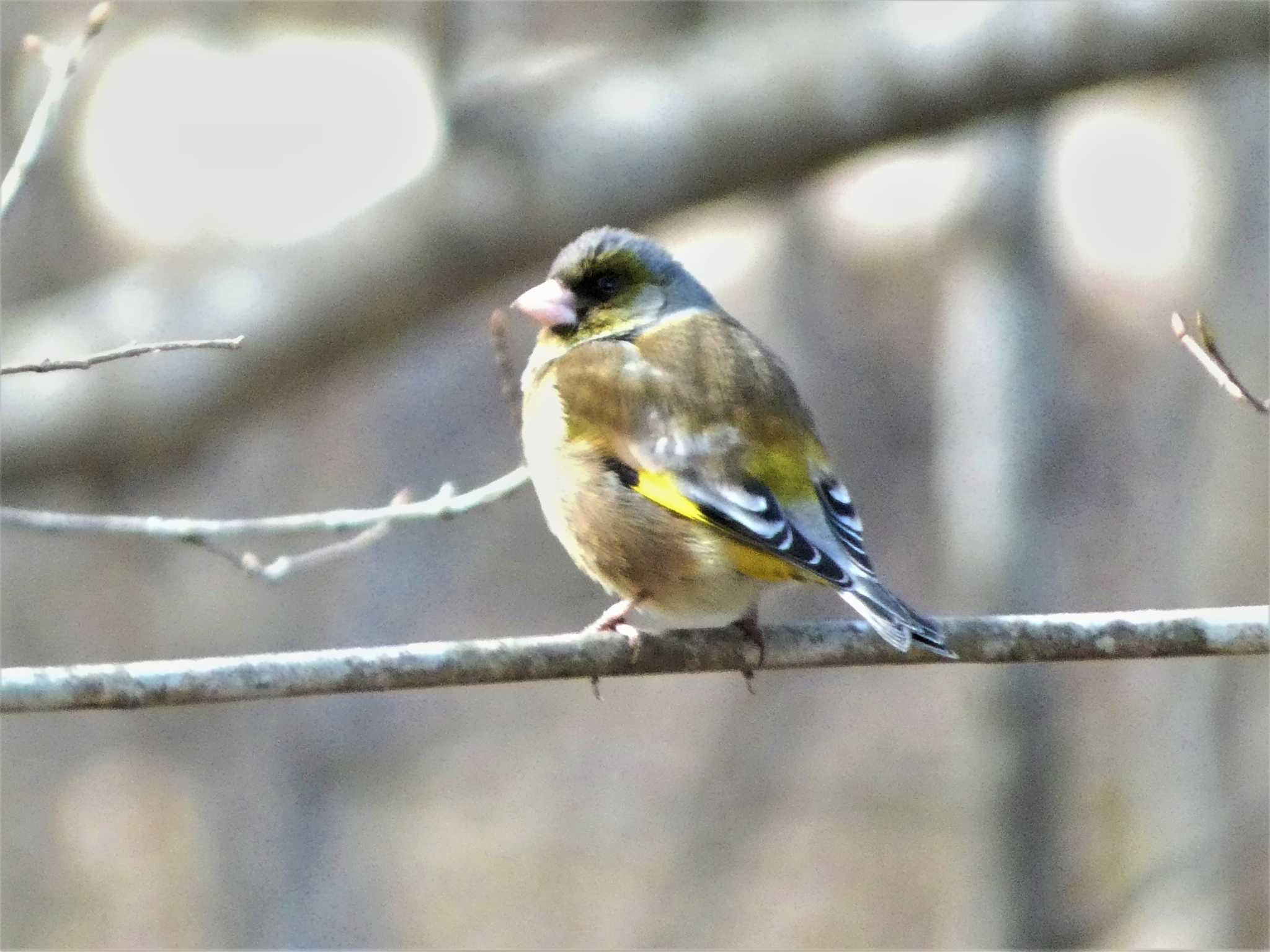 山中湖 カワラヒワの写真 by koshi