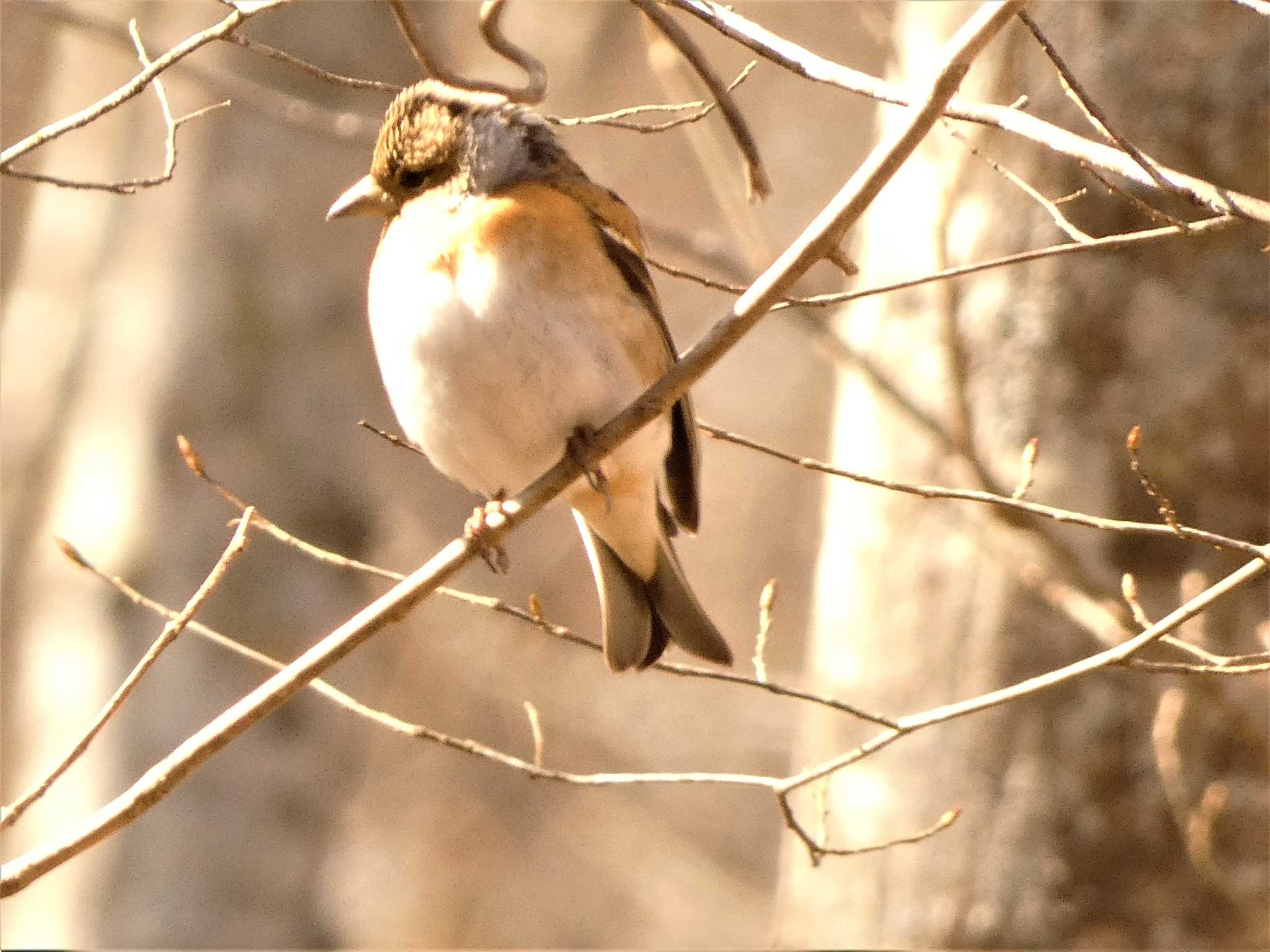 山中湖 アトリの写真 by koshi