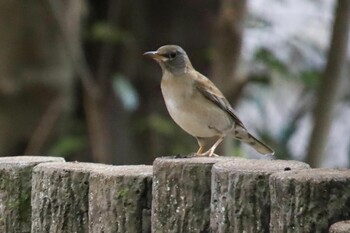 Chestnut-cheeked Starling 山田池公園 Sat, 2/12/2022