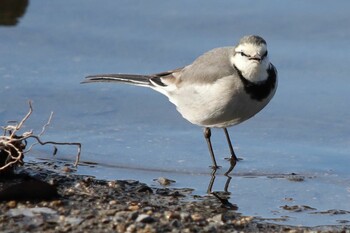 White Wagtail 山田池公園 Sat, 2/12/2022