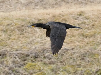 2022年2月8日(火) 東山公園の野鳥観察記録