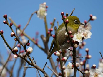 メジロ 亀の子山 2022年2月12日(土)