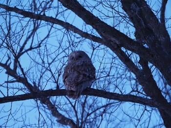 Ural Owl(japonica) 網走市 Sat, 2/12/2022