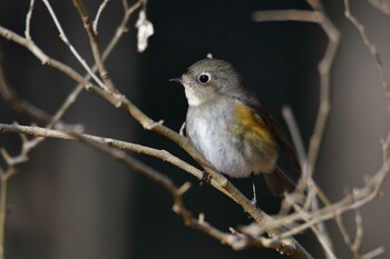 Red-flanked Bluetail 埼玉県 Sat, 2/12/2022