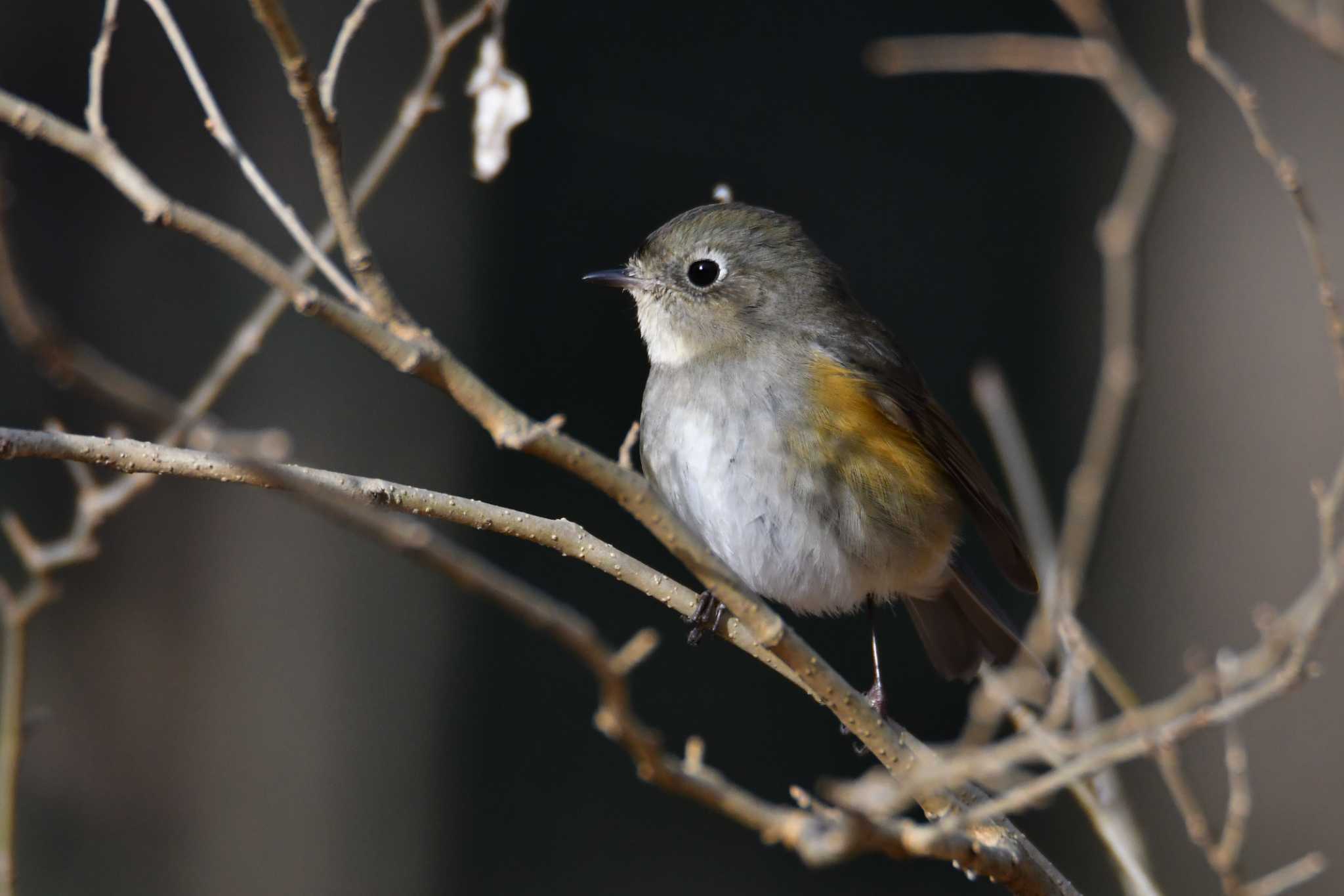 Photo of Red-flanked Bluetail at 埼玉県 by こつめ
