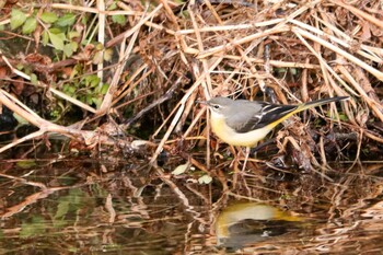 2020年12月26日(土) 富士養鱒場の野鳥観察記録