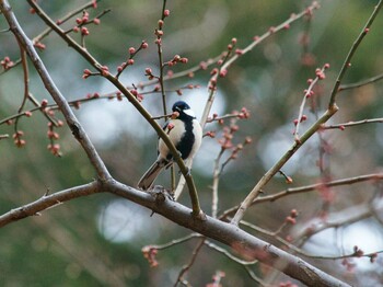 シジュウカラ 光が丘公園 2022年2月13日(日)