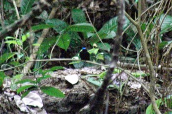 Blue-capped Manakin