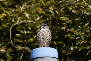 チョウゲンボウ 茨城県つくば市 2022年2月12日(土)