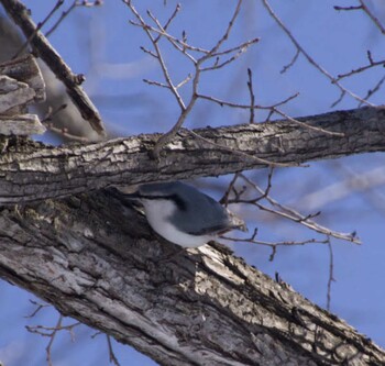 Eurasian Nuthatch(asiatica) Maruyama Park Fri, 2/11/2022