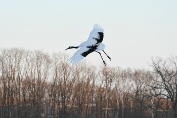 タンチョウ 鶴居村 2022年2月11日(金)