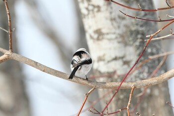 未同定 場所が不明 2022年2月12日(土)