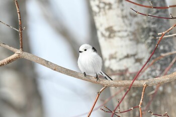 未同定 場所が不明 2022年2月12日(土)