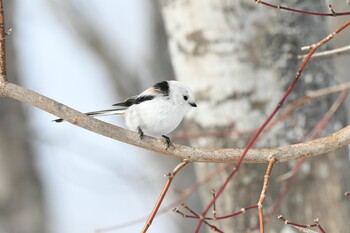 未同定 場所が不明 2022年2月12日(土)