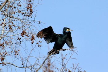 Great Cormorant 上尾市丸山公園 Sat, 2/12/2022