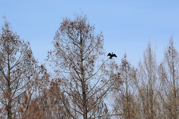 Great Cormorant 上尾丸山公園 Sat, 2/12/2022