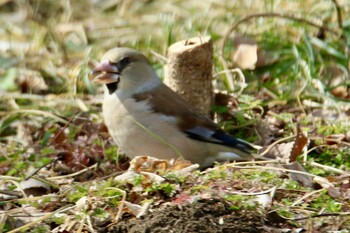 Hawfinch 上尾丸山公園 Sat, 2/12/2022