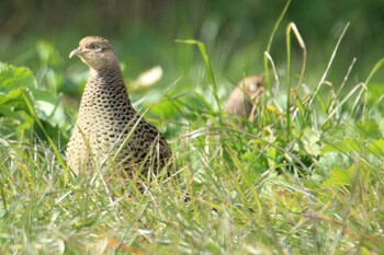 Green Pheasant 上尾丸山公園 Sat, 2/12/2022