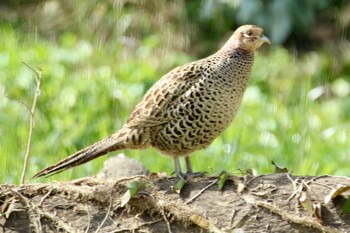 Green Pheasant 上尾丸山公園 Sat, 2/12/2022