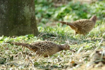 Green Pheasant 上尾丸山公園 Sat, 2/12/2022