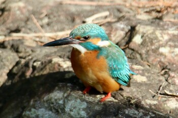 カワセミ 上尾丸山公園 2022年2月12日(土)