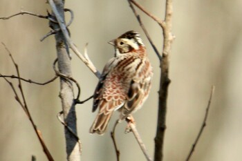 Rustic Bunting 上尾丸山公園 Sat, 2/12/2022