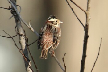 Rustic Bunting 上尾丸山公園 Sat, 2/12/2022