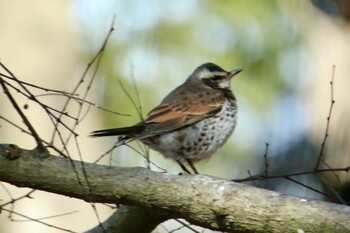 Dusky Thrush 赤城自然園 Sat, 2/5/2022