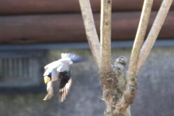 Japanese Grosbeak 赤城自然園 Sat, 2/5/2022