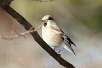 Hawfinch 赤城自然園 Sat, 2/5/2022