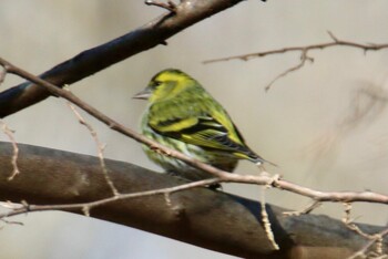 Eurasian Siskin 赤城自然園 Sat, 2/5/2022