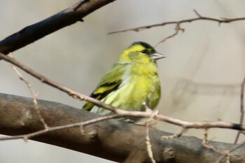 Eurasian Siskin 赤城自然園 Sat, 2/5/2022