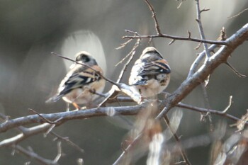 Brambling 赤城自然園 Sat, 2/5/2022