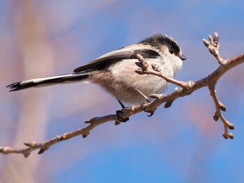 Long-tailed Tit Shin-yokohama Park Fri, 2/11/2022