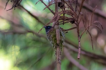 Black Paradise Flycatcher 東京西部 Wed, 7/19/2017