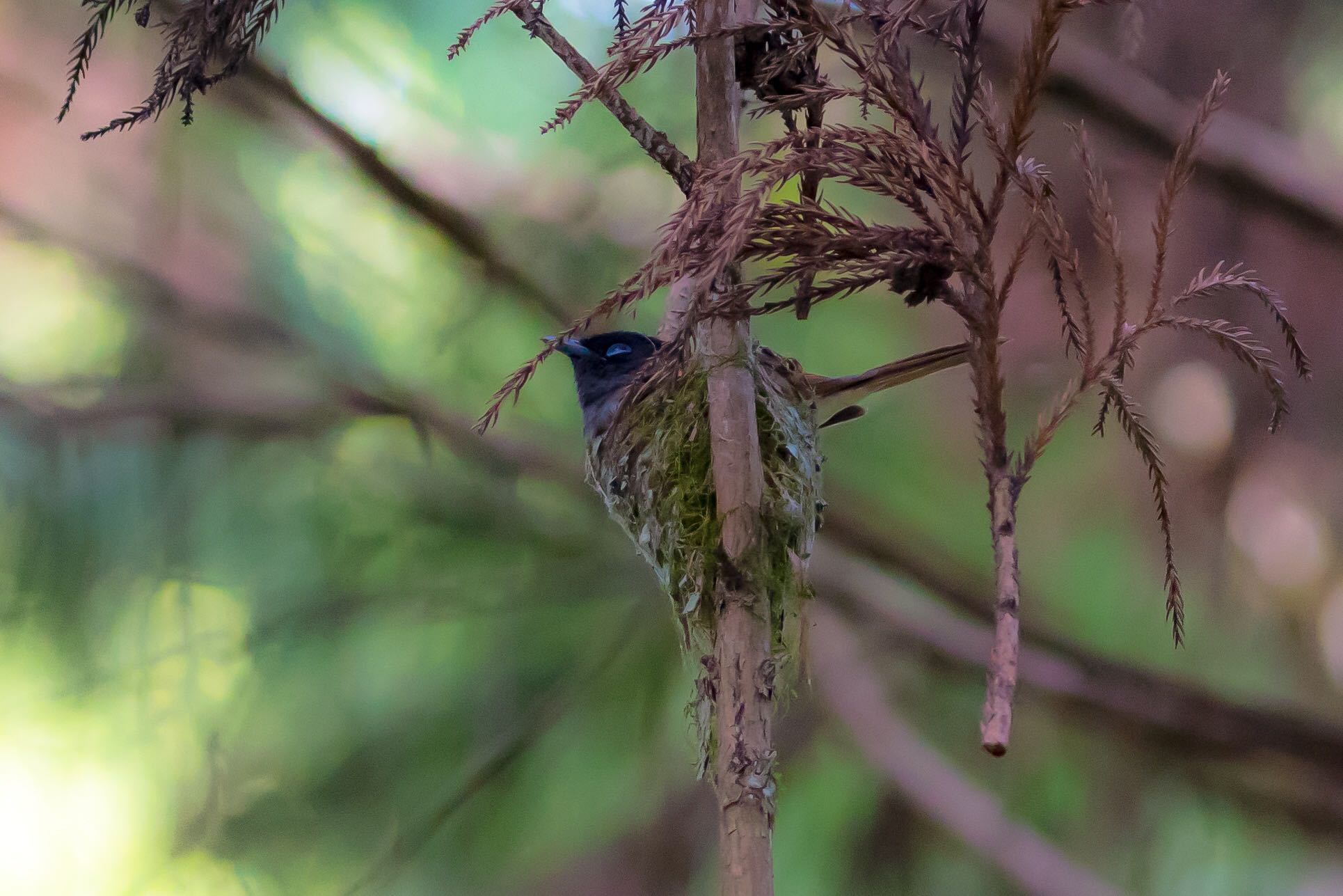 Photo of Black Paradise Flycatcher at 東京西部 by Noki